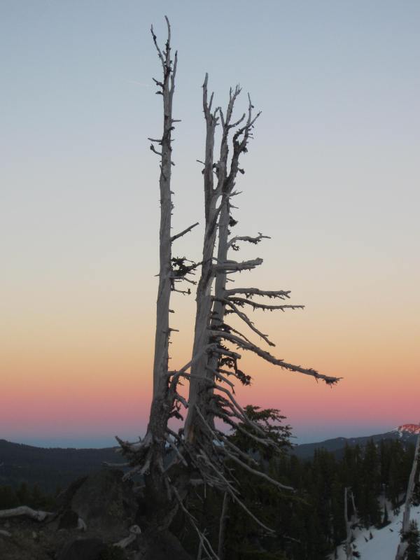 Camp Tree Dusk - Picture Taken by Joel Bornzin